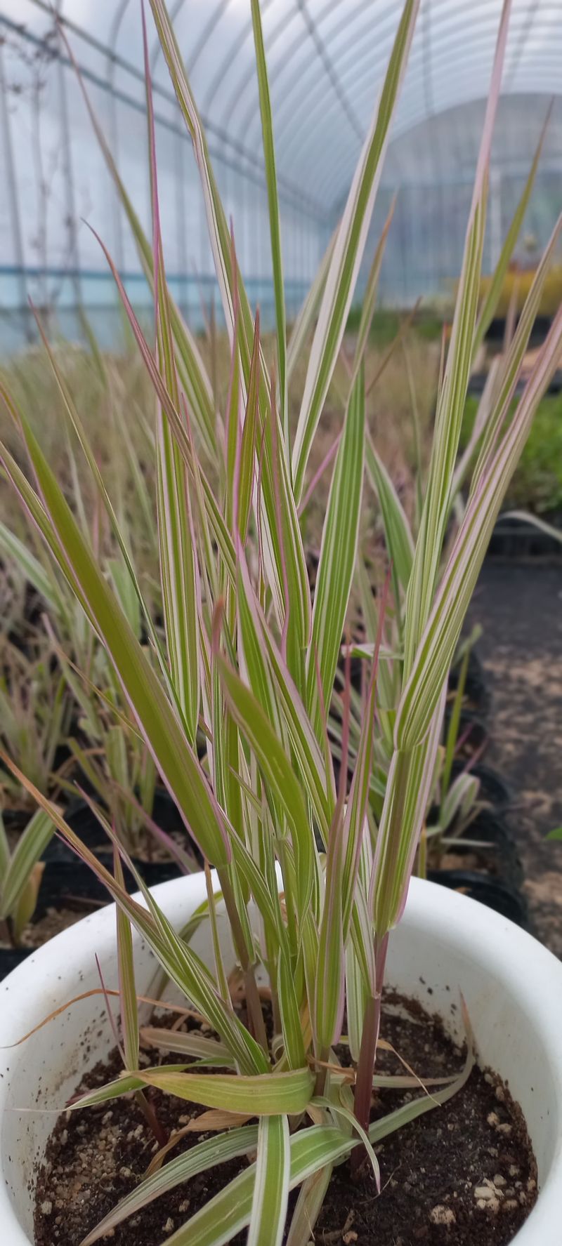 이재혁님의 장터 판매 상품 [♡흰갈풀♡ 8cm포트] 첨부 사진