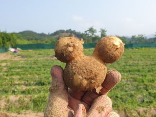 임동현님의 감자 · 자유게시판 작성글 사진