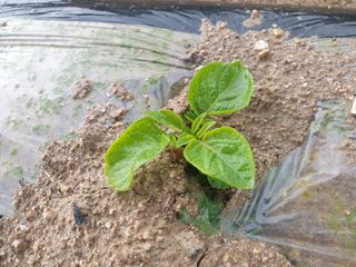 임동현님의 감자 · 자유게시판 작성글 사진