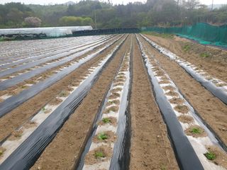 임동현님의 감자 · 자유게시판 작성글 사진