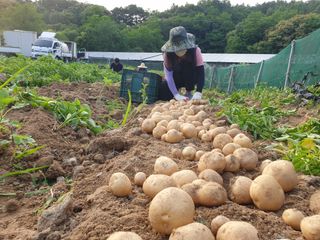 임동현님의 감자 · 자유게시판 작성글 사진