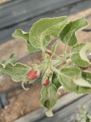 갑중봉황커피사과농장님의 자유주제 · 자유게시판 작성글 사진