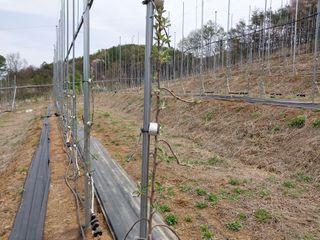갑중봉황커피사과농장님의 자유주제 · 자유게시판 작성글 사진