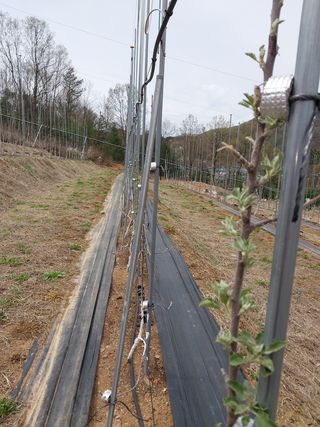 갑중봉황커피사과농장님의 자유주제 · 자유게시판 작성글 사진