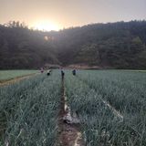 팜모닝 양파·자유게시판 게시글 이미지