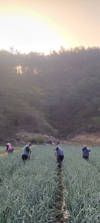 농사꾼 단비님의 양파 · 자유게시판 작성글 사진