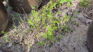 농사꾼 단비님의 양파 · 자유게시판 작성글 사진