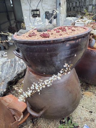 농사꾼 단비님의 양파 · 자유게시판 작성글 사진