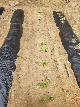 짱순이연속8월출석왕님의 기타작물 · 자유게시판 작성글 사진