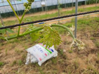 쥬얼머스캣님의 포도 · 병해충상담 작성글 사진