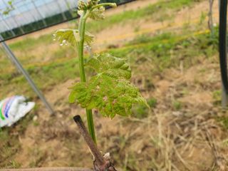 쥬얼머스캣님의 포도 · 병해충상담 작성글 사진