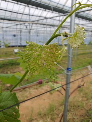 쥬얼머스캣님의 포도 · 병해충상담 작성글 사진