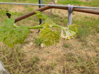 쥬얼머스캣님의 포도 · 병해충상담 작성글 사진