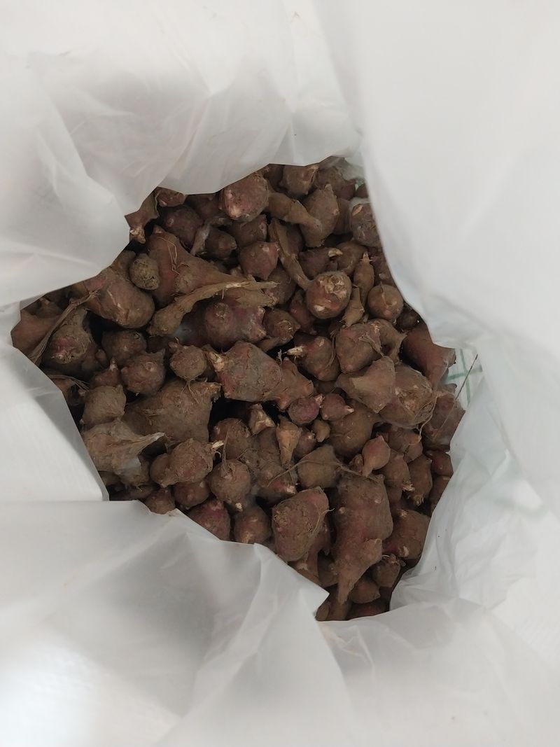 장터 상품 [돼지감자] 썸네일