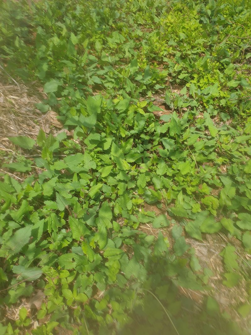 장터 상품 [취나물2kg] 썸네일