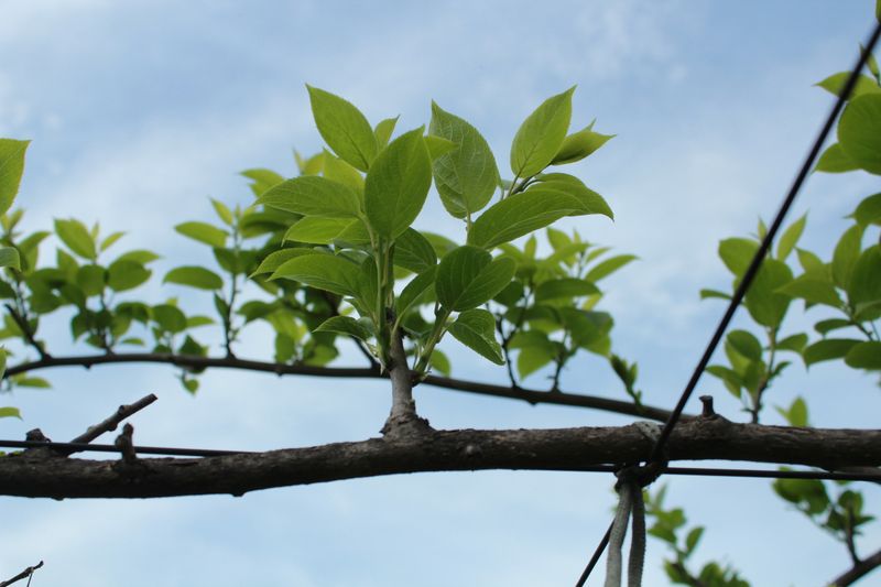 장터 상품 [다래순 500g] 썸네일