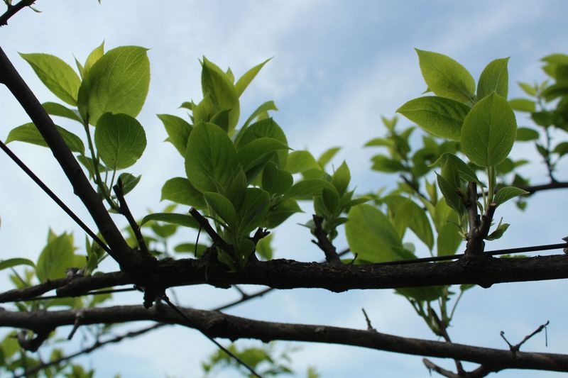 박준규님의 장터 판매 상품 [다래순 500g] 첨부 사진