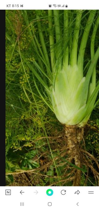 퇴근농님의 기타작물 · 자유게시판 작성글 사진