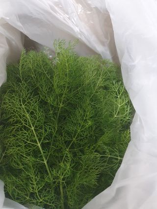 퇴근농님의 기타작물 · 자유게시판 작성글 사진