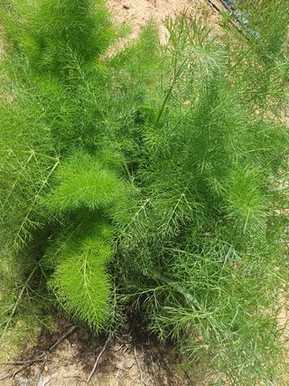 퇴근농님의 기타작물 · 자유게시판 작성글 사진