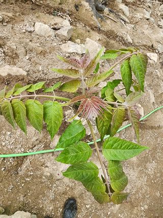 정영숙님의 자유주제 · 자유게시판 작성글 사진