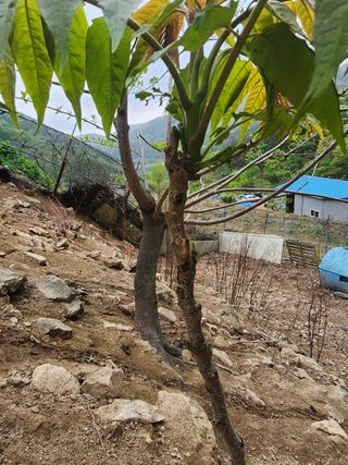 정영숙님의 자유주제 · 자유게시판 작성글 사진