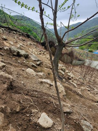 정영숙님의 자유주제 · 자유게시판 작성글 사진