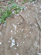 팜모닝 복숭아·자유게시판 게시글 이미지