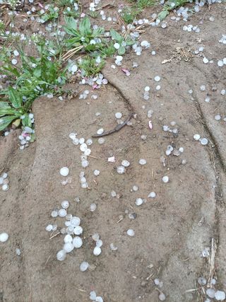 이황희님의 복숭아 · 자유게시판 작성글 사진