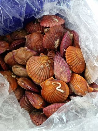 jeous00님의 자유주제 · 자유게시판 작성글 사진