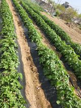 팜모닝 감자·자유게시판 게시글 이미지