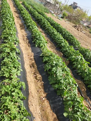 박숙자님의 감자 · 자유게시판 작성글 사진