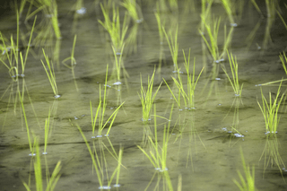 이승하님의 벼 · 자유게시판 작성글 사진