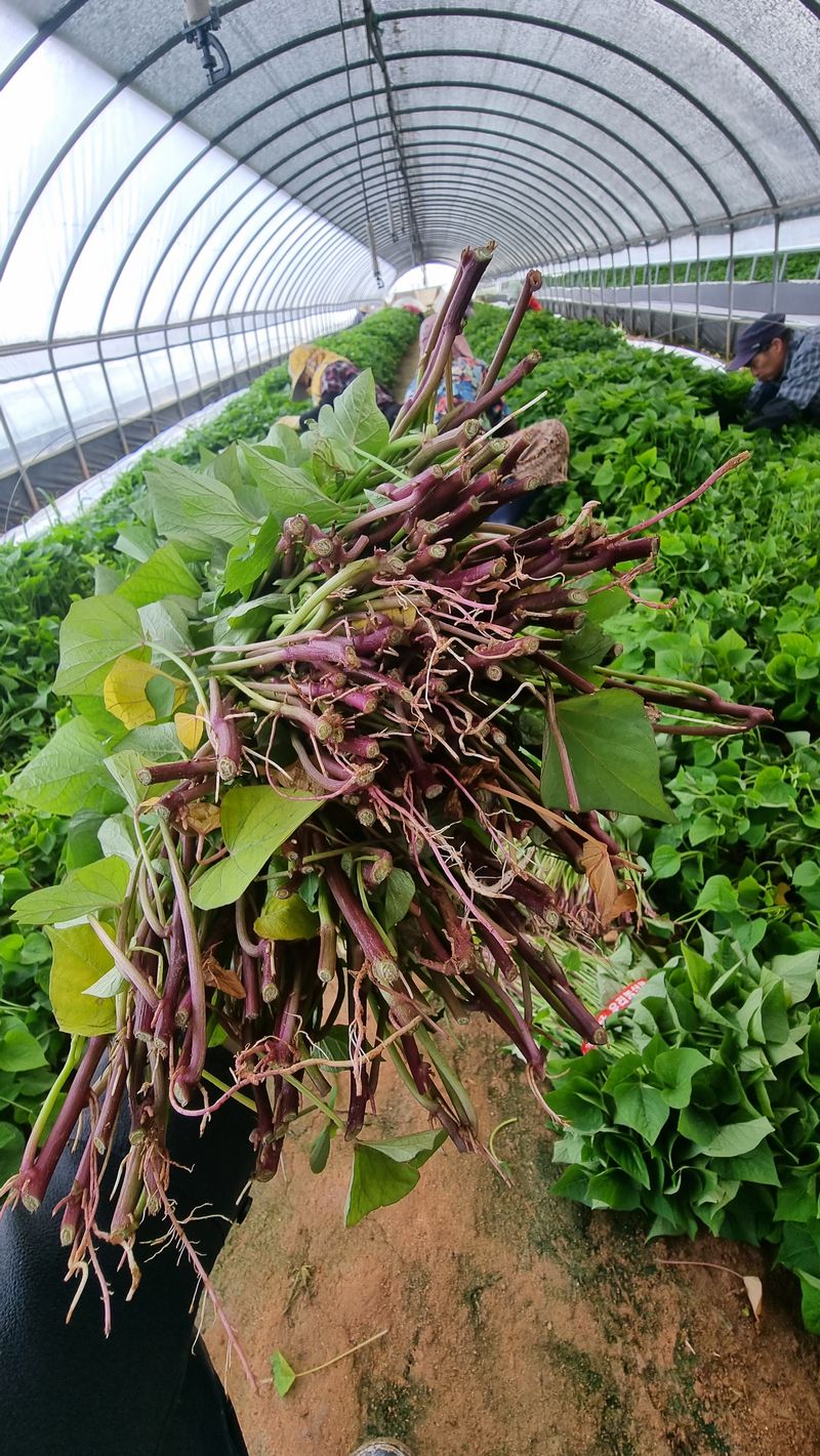 김동수님의 장터 판매 상품 [❗️가격인하❗️익산 1대 고구마모종🌱 1단 (95~100주)🍠👍] 첨부 사진