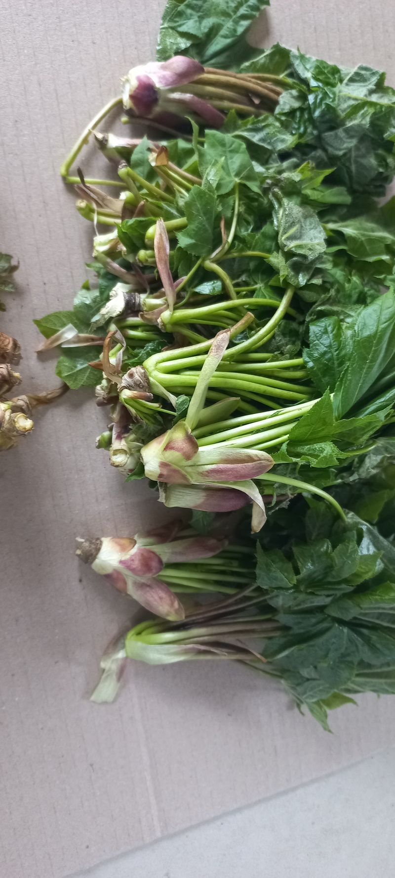 논산 농부 부인님의 장터 판매 상품 [나무 두릅과 엄나무순] 첨부 사진