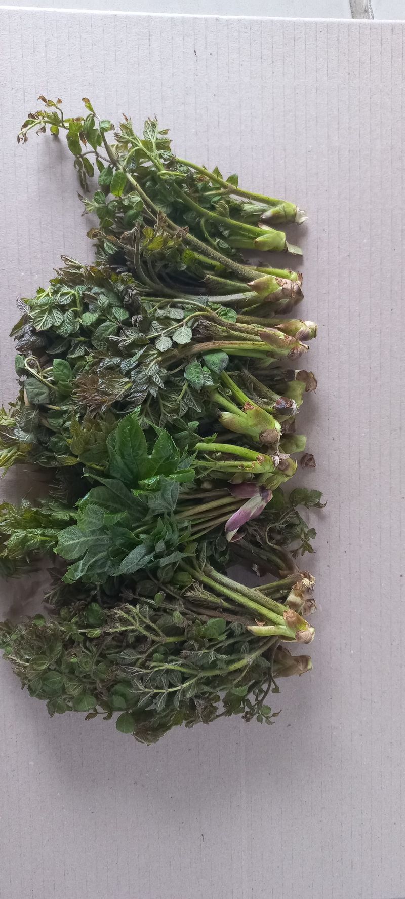 논산 농부 부인님의 장터 판매 상품 [나무 두릅과 엄나무순] 첨부 사진