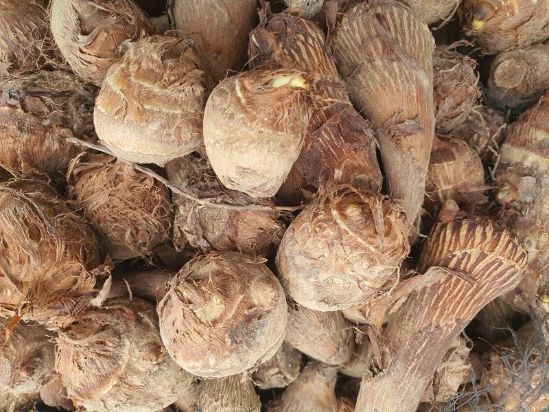 장터 상품 [토란종자5키로 택배포함] 썸네일