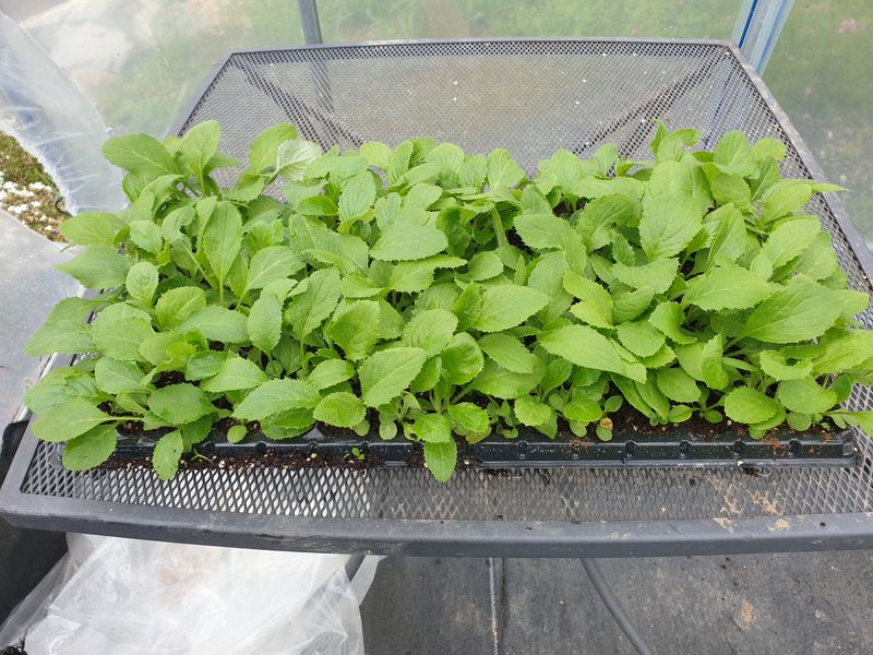 장터 상품 [섬엉겅퀴 모종 한정판매] 썸네일