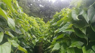 정보센터님의 기타작물 · 자유게시판 작성글 사진