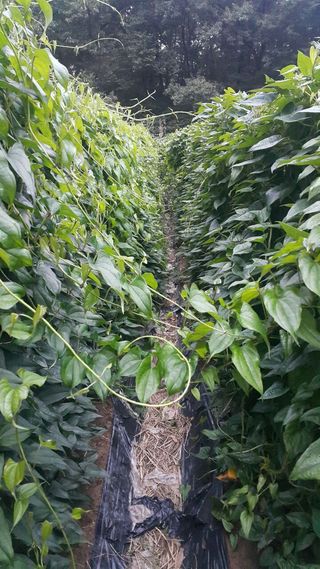 정보센터님의 기타작물 · 자유게시판 작성글 사진