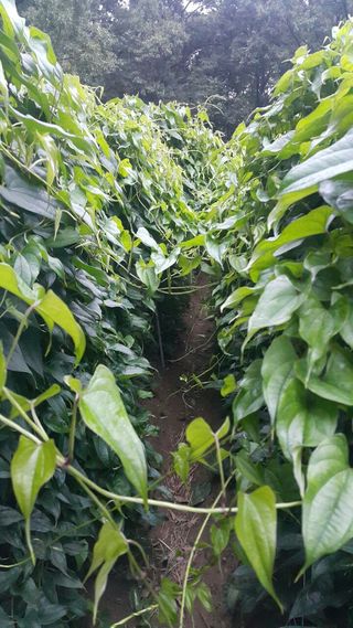 정보센터님의 기타작물 · 자유게시판 작성글 사진