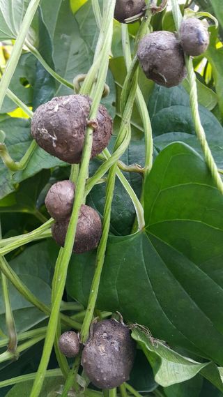 정보센터님의 기타작물 · 자유게시판 작성글 사진