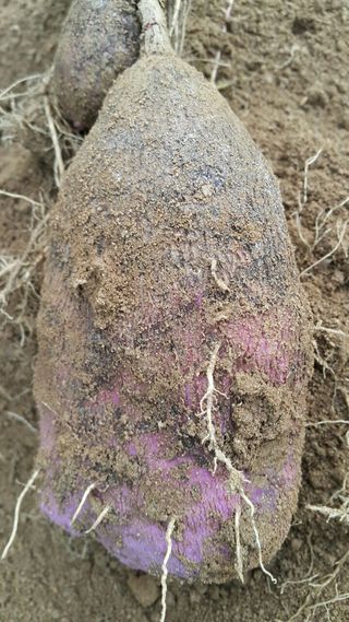 정보센터님의 기타작물 · 자유게시판 작성글 사진