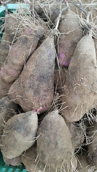 정보센터님의 기타작물 · 자유게시판 작성글 사진