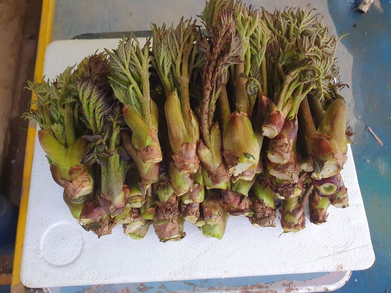 장터 상품 [참두릅과 엄나무순] 썸네일