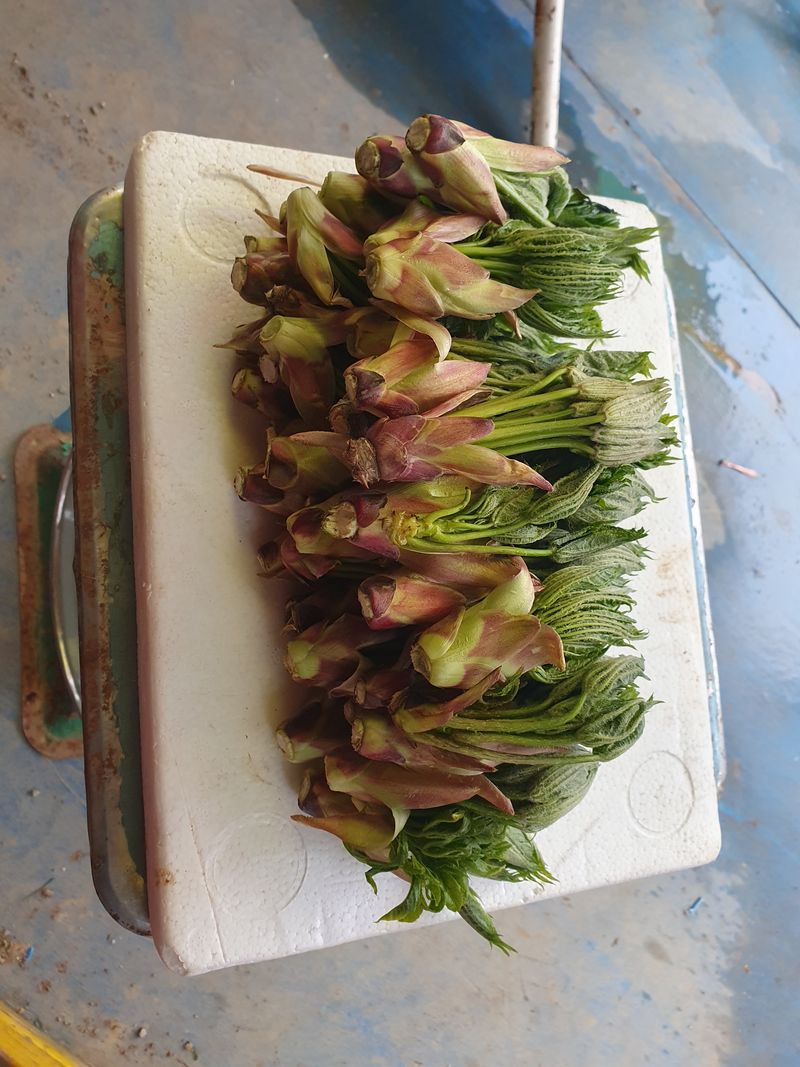 농산물에 진심구병안님의 장터 판매 상품 [참두릅과 엄나무순] 첨부 사진