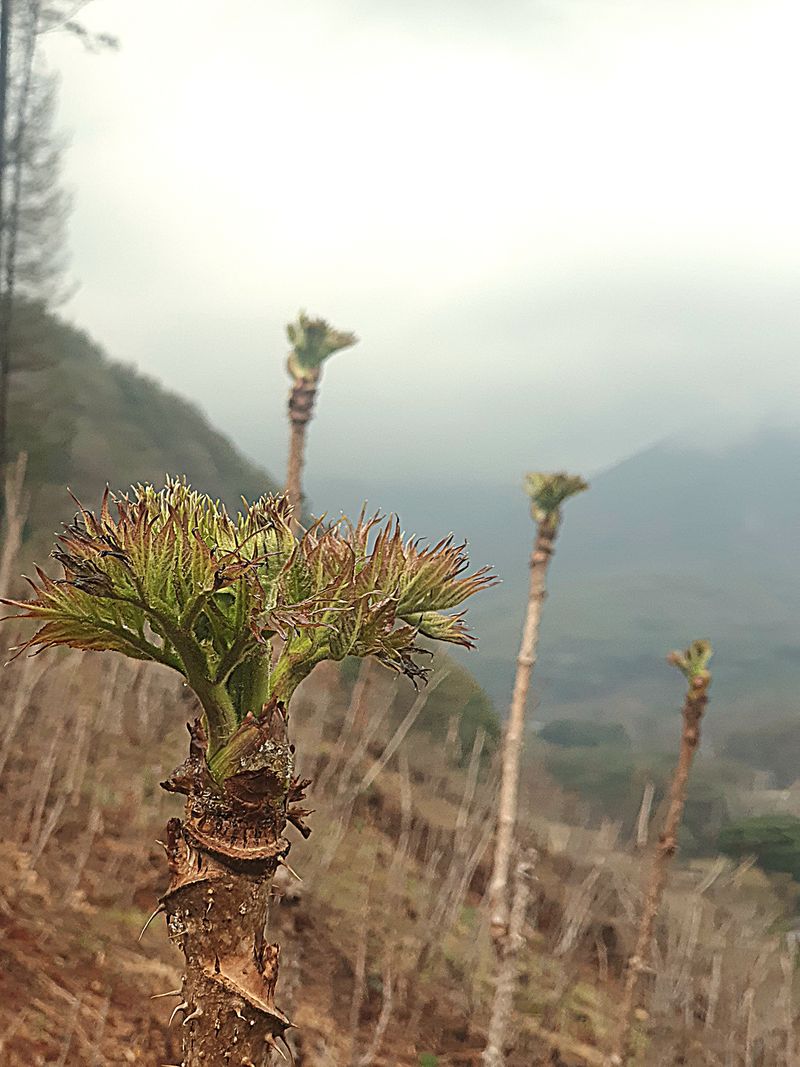 농산물에 진심구병안님의 장터 판매 상품 [참두릅과 엄나무순] 첨부 사진