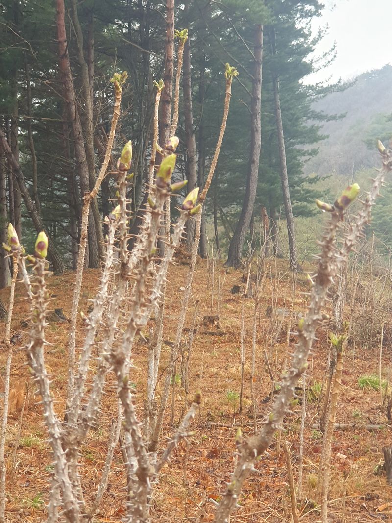 농산물에 진심구병안님의 장터 판매 상품 [참두릅과 엄나무순] 첨부 사진