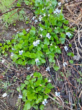 지킴이(ej)님의 감자 · 자유게시판 작성글 사진