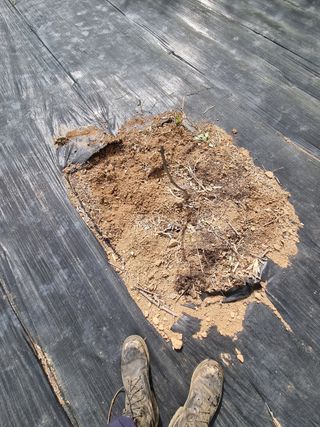 반도님의 감 · 자유게시판 작성글 사진